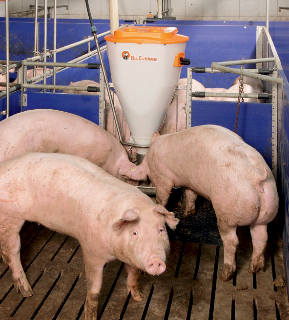 finishingpigswithfeeder Big Dutchman, Inc.