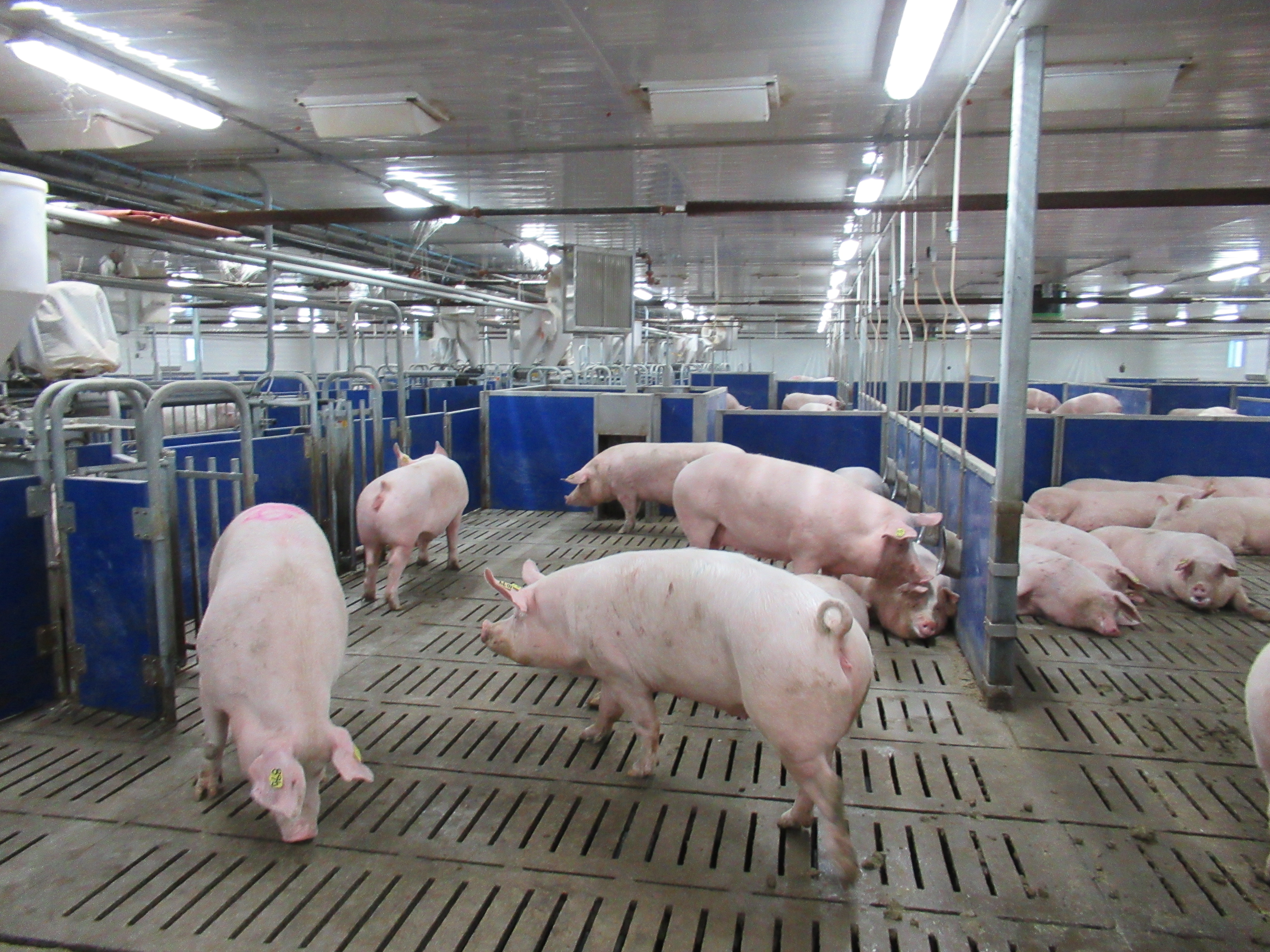 Electronic Sow Feeding Pig Management Big Dutchman Usa