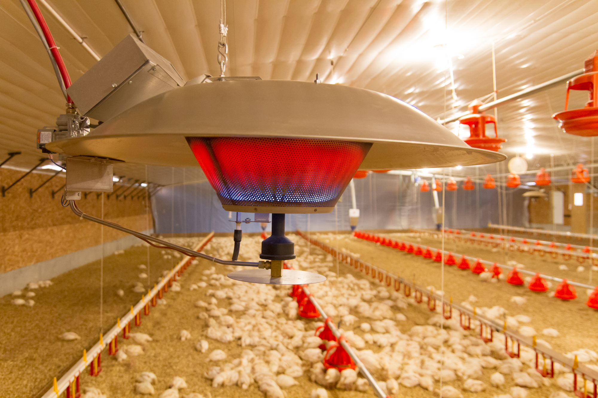 Poultry Heating System SOLaire Brooders Brooders Big Dutchman