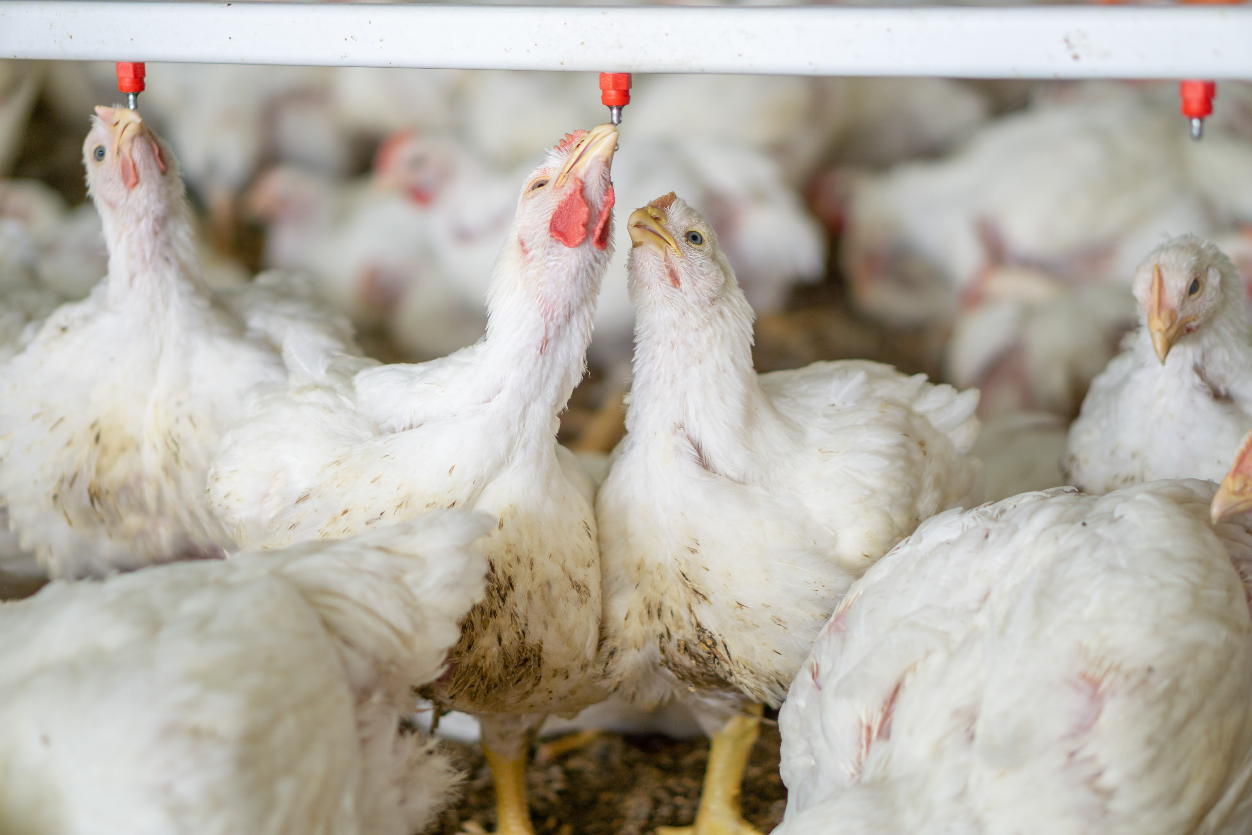 Broiler Drinking Nipple Poultry Production Products Big Dutchman Inc